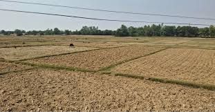 बाँकेमा खेतका फाँट धुलाम्मे