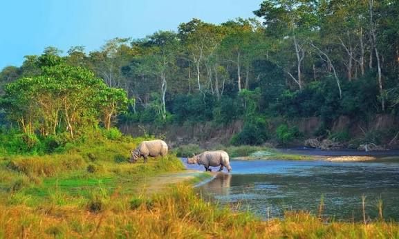 आलेखः मानव र वन्यजन्तुबीच बढ्दो द्वन्द्व अवस्था