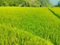 यान्त्रिक हलो अभावले किसानलाई धान रोप्न समस्या यान्त्रिक हलो अभावले किसानलाई धान रोप्न समस्या