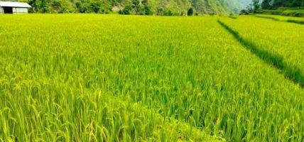 यान्त्रिक हलो अभावले किसानलाई धान रोप्न समस्या