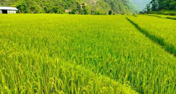 यान्त्रिक हलो अभावले किसानलाई धान रोप्न समस्या