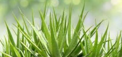 कोरियन जस्तै चम्किलो देखिने हो भने अपनाउनुहोस् यी तीन टिप्स