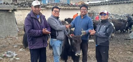 घरपझोङद्वारा किसानलाई अनुदानमा याक र नाक वितरण