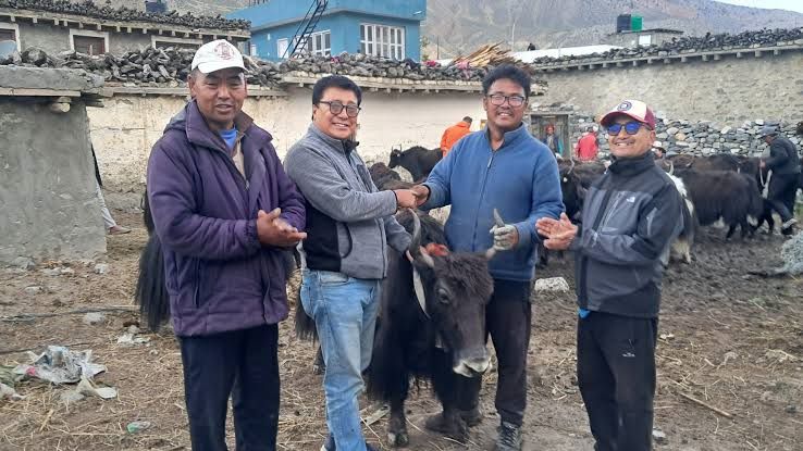 घरपझोङद्वारा किसानलाई अनुदानमा याक र नाक वितरण
