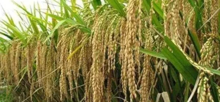 जलवायुमैत्री प्रविधि प्रयोग गरेर धानमा आत्मनिर्भर हुनुपर्छ’