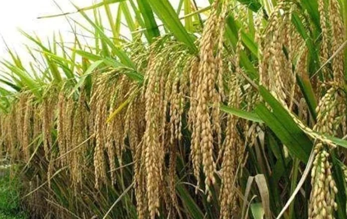 जलवायुमैत्री प्रविधि प्रयोग गरेर धानमा आत्मनिर्भर हुनुपर्छ’