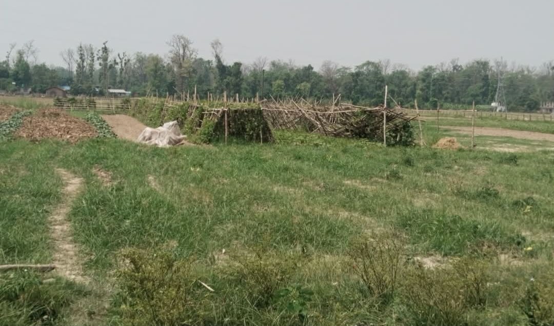 ‘करारखेती प्रवर्द्धन कार्यक्रम’बाट कृषकलाई राहत