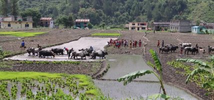 जोरायले बासमती धानले पाउँदैछ लोकप्रियता