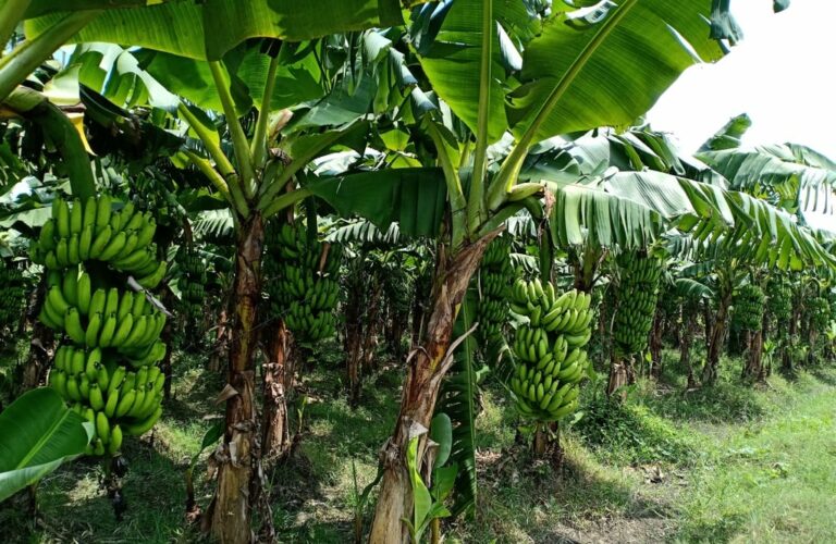 झापामा हुरी र वर्षाले केराखेती नष्ट