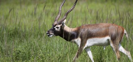 चितवनमा कृष्णसार स्थानान्तरण गर्ने तयारी अन्तिम चरणमा