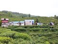 चियाबारीको हरियालीमा फक्रिँदै ल्वाङको पर्यटन चियाबारीको हरियालीमा फक्रिँदै ल्वाङको पर्यटन