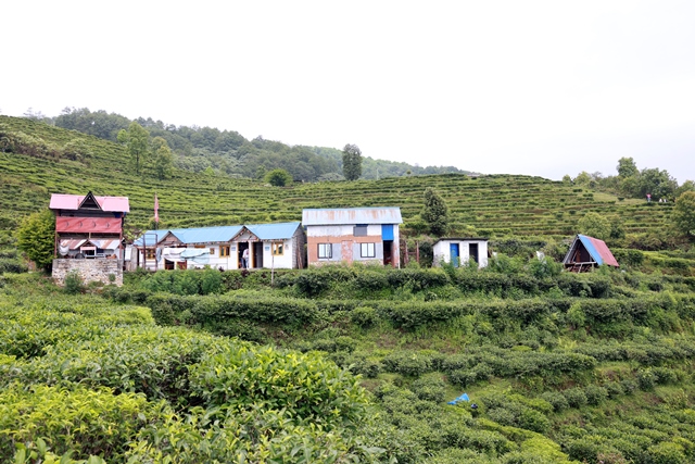 चियाबारीको हरियालीमा फक्रिँदै ल्वाङको पर्यटन