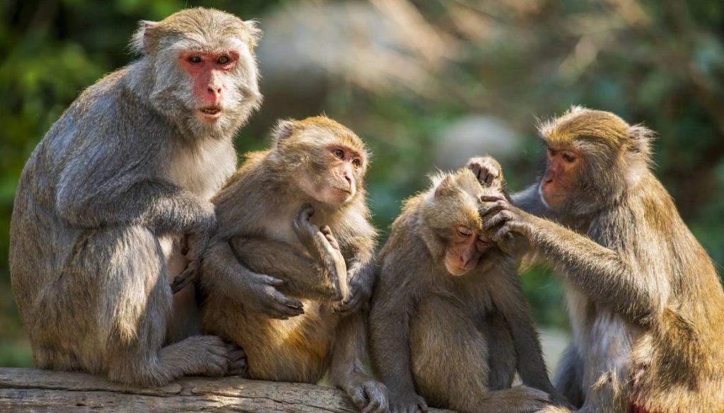 गुल्मीमा बाँदर धपाउने क्रममा लडेर महिलाको मृत्यु