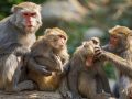 बाँदर आतङ्कका कारण खाद्यबालीको विकल्प रोज्दै किसान बाँदर आतङ्कका कारण खाद्यबालीको विकल्प रोज्दै किसान