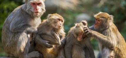 बाँदर आतङ्कका कारण खाद्यबालीको विकल्प रोज्दै किसान