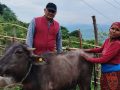 विपन्न परिवारलाई आयआर्जनसँग जोड्न पाडी वितरण विपन्न परिवारलाई आयआर्जनसँग जोड्न पाडी वितरण