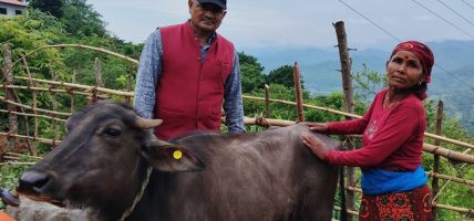 विपन्न परिवारलाई आयआर्जनसँग जोड्न पाडी वितरण
