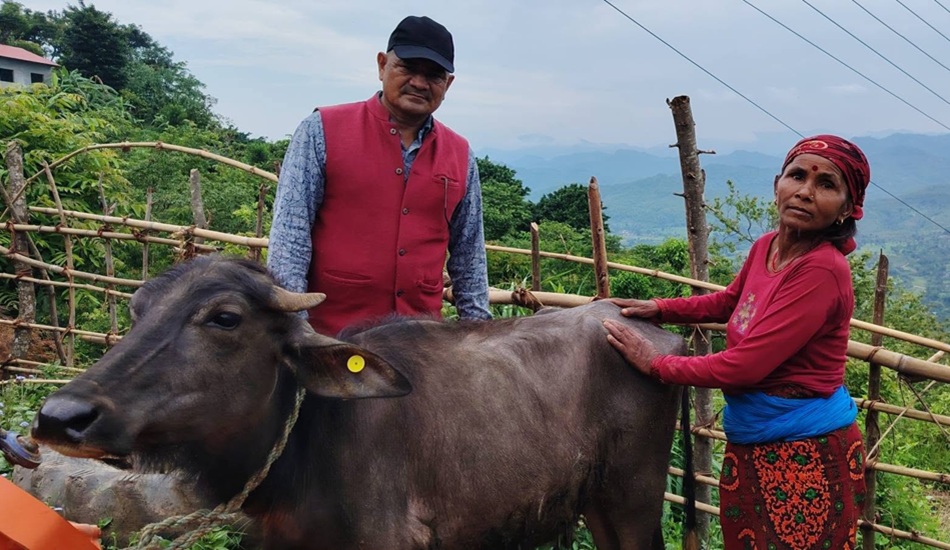विपन्न परिवारलाई आयआर्जनसँग जोड्न पाडी वितरण