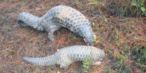 सालक संरक्षणमा सामुदायिक वन