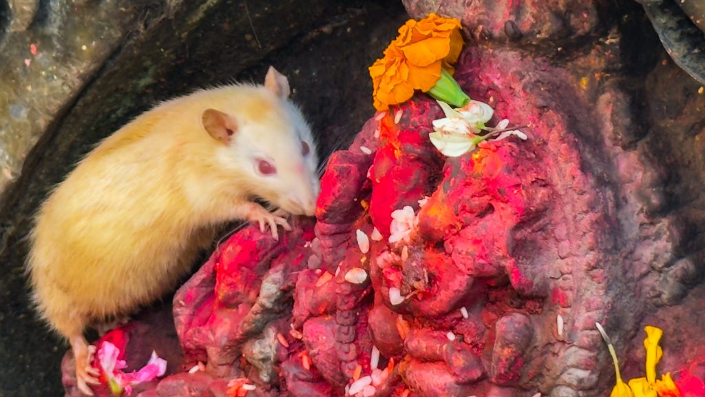 सौगल गणेश मन्दिरमा सेतो मुसा, ‘शुभ संकेत’ हुने विश्वास