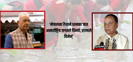 ‘भातमुखी’ देश नेपाल आयातित चामलमा निर्भर छ, धान उत्पादन बढाउने योजना कमजोर
