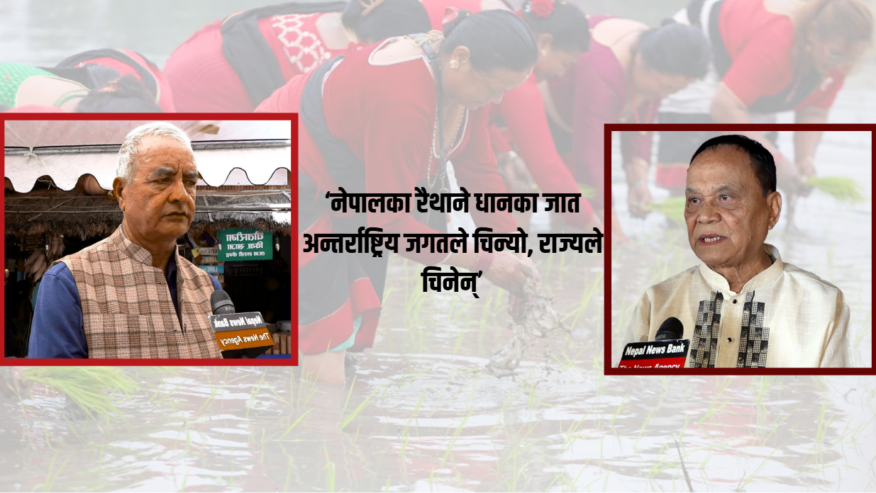 ‘भातमुखी’ देश नेपाल आयातित चामलमा निर्भर छ, धान उत्पादन बढाउने योजना कमजोर