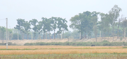 सीमा क्षेत्रको बाँध अग्लो बनाउँदा, गौर डुबानको जोखिममा