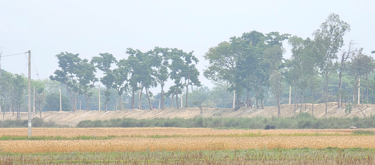 सीमा क्षेत्रको बाँध अग्लो बनाउँदा, गौर डुबानको जोखिममा