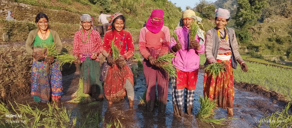 बाजुरामा असारे रोपाईँ : परम्परा, श्रम र संस्कृतिको पहिचान