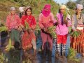 बाजुरामा असारे रोपाईँ : परम्परा, श्रम र संस्कृतिको पहिचान