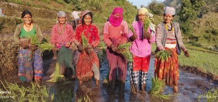 बाजुरामा असारे रोपाईँ : परम्परा, श्रम र संस्कृतिको पहिचान