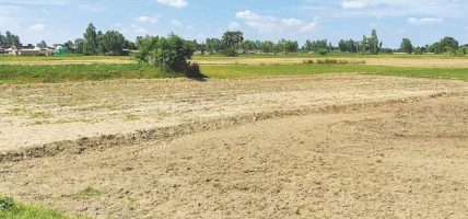 पानी नपर्दा धानको ब्याड राख्न ढिलाइ