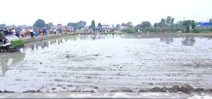 धान खेत जोगाउन नसके भविष्यमा खाद्य सुरक्षामा संकट आउनसक्छ : कृषि सचिव मिश्र