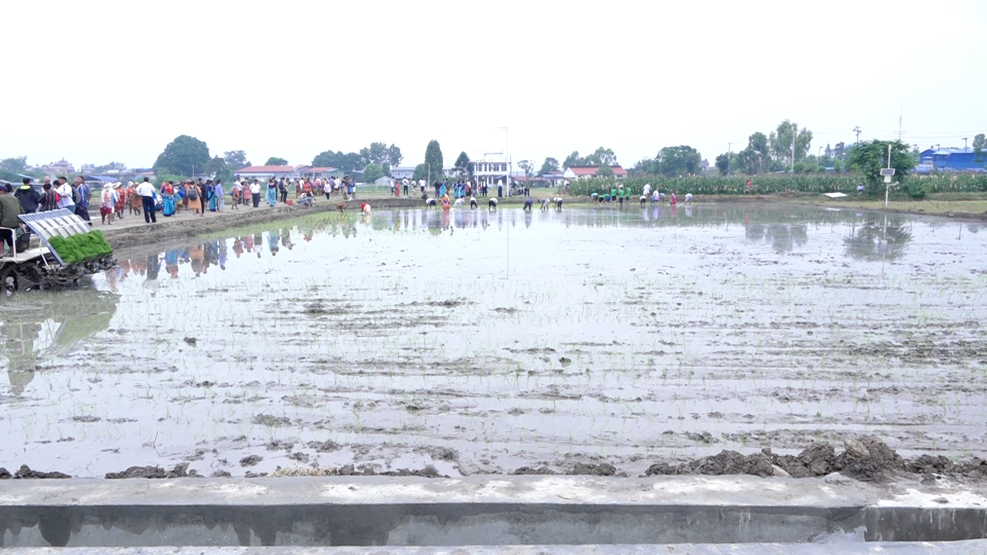 धान खेत जोगाउन नसके भविष्यमा खाद्य सुरक्षामा संकट आउनसक्छ : कृषि सचिव मिश्र (भिडियो सहित)