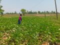 विषादीरहित तरकारी उत्पादन गर्दै किसान विषादीरहित तरकारी उत्पादन गर्दै किसान