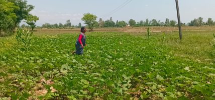 विषादीरहित तरकारी उत्पादन गर्दै किसान