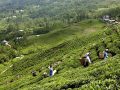 चिया निर्यात समस्या समाधान कार्यदल गठन