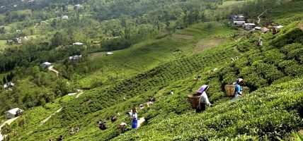 चिया निर्यात समस्या समाधान कार्यदल गठन