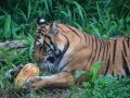 बाघको आहारा प्रजातिको सर्वेक्षण सुरु बाघको आहारा प्रजातिको सर्वेक्षण सुरु