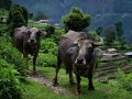 भैँसी र बाख्रा पाल्ने किसानलाई अनुदान भैँसी र बाख्रा पाल्ने किसानलाई अनुदान