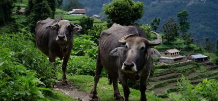 भैँसी र बाख्रा पाल्ने किसानलाई अनुदान