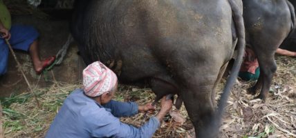 विदेश जाने सपना टुटे पनि गोठबाट मिल्यो स्वदेशमै सफलता’