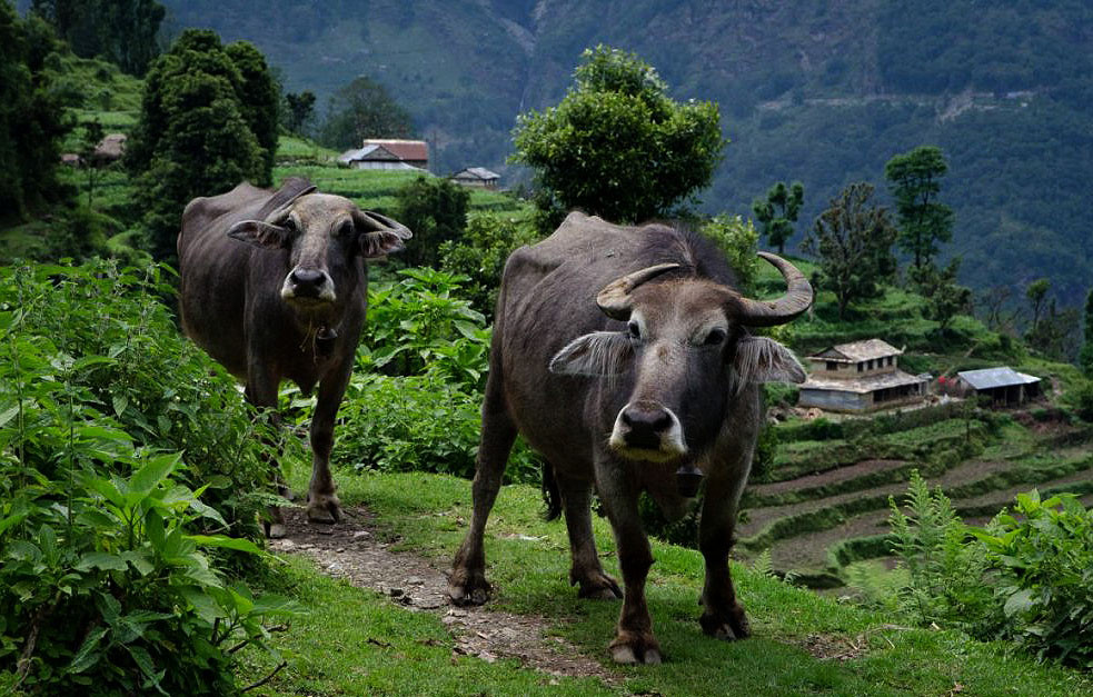 भैँसी र बाख्रा पाल्ने किसानलाई अनुदान
