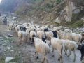 भिरमा अल्झिएको भेडागोठालाको जीवन भिरमा अल्झिएको भेडागोठालाको जीवन