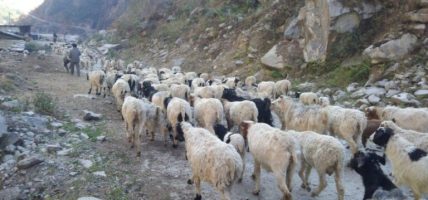 भिरमा अल्झिएको भेडागोठालाको जीवन