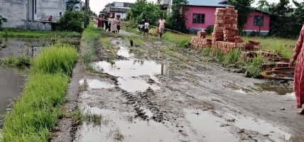 वर्षामा सडकको सास्ती, स्थानीयले गरे सडकमै रोपाईं