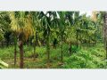 हात्ती प्रभावित क्षेत्रमा कृषकको रोजाइ सुपारीखेती हात्ती प्रभावित क्षेत्रमा कृषकको रोजाइ सुपारीखेती