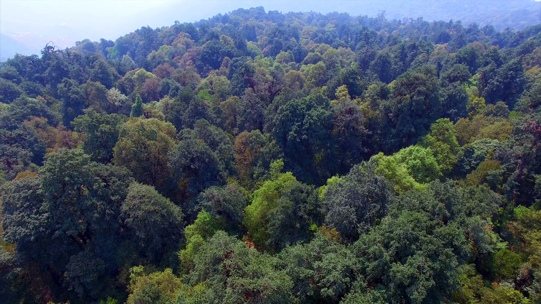 आर्थिक समृद्धिको नयाँ आधार बन्दै वन