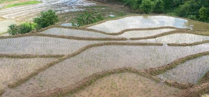 गोरखामा ५८ प्रतिशत धान रोपाइँ सकियो