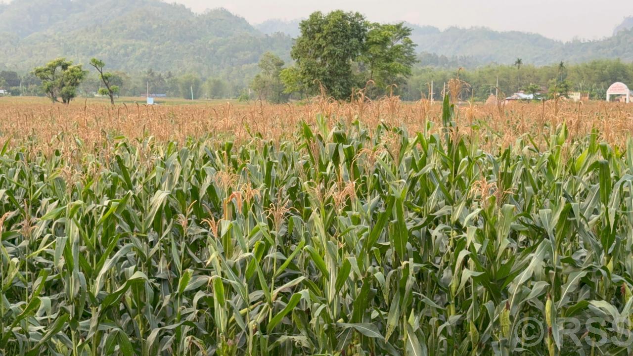अनुदान र प्रविधिको साथले चुलाचुलीमा व्यावसायिक मकैखेती